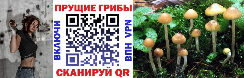 Купить закладки  Мценск  Псилоцибиновые грибы мицелий 